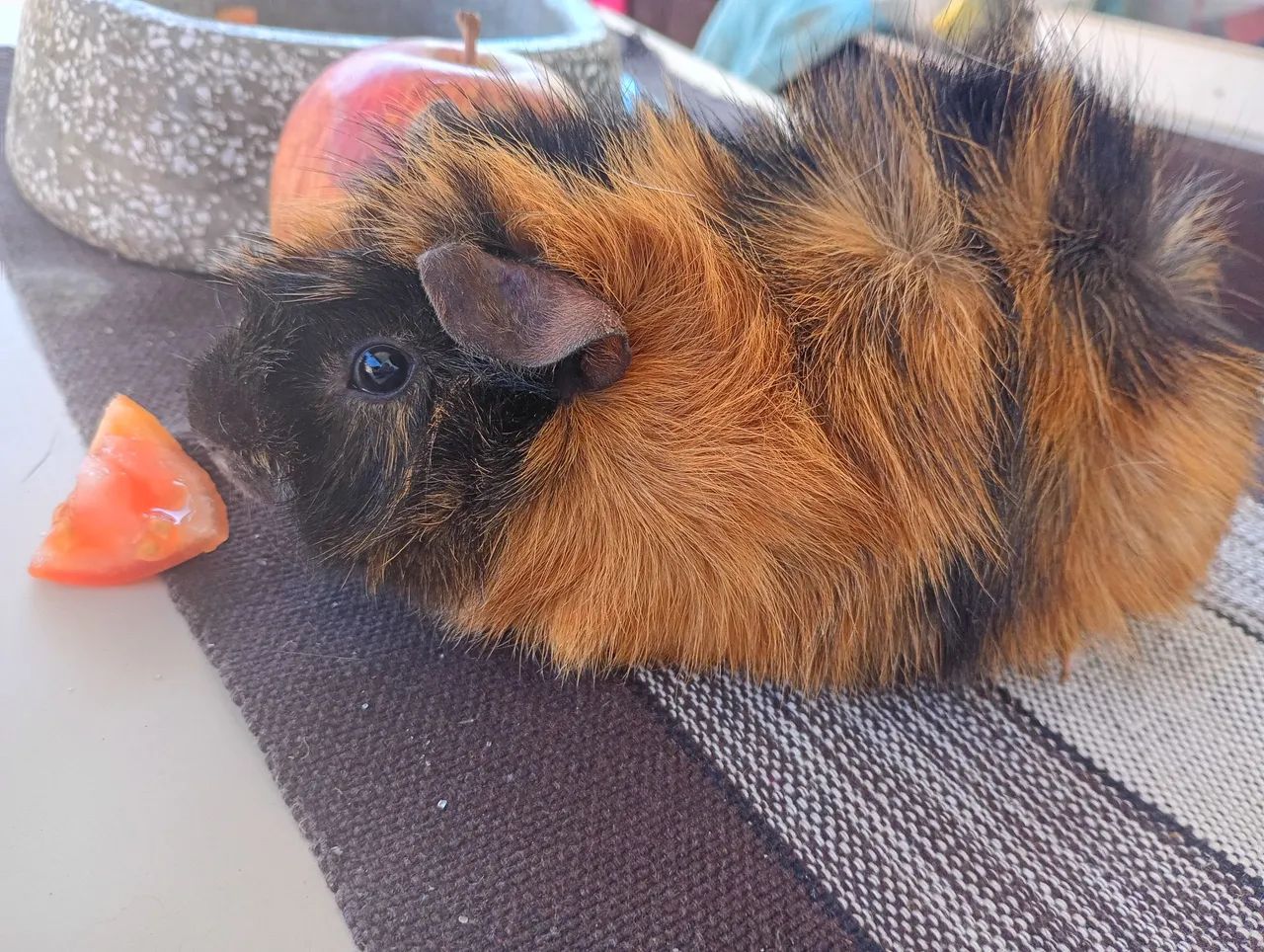 Vendo porquinho da índia  - Foto 3