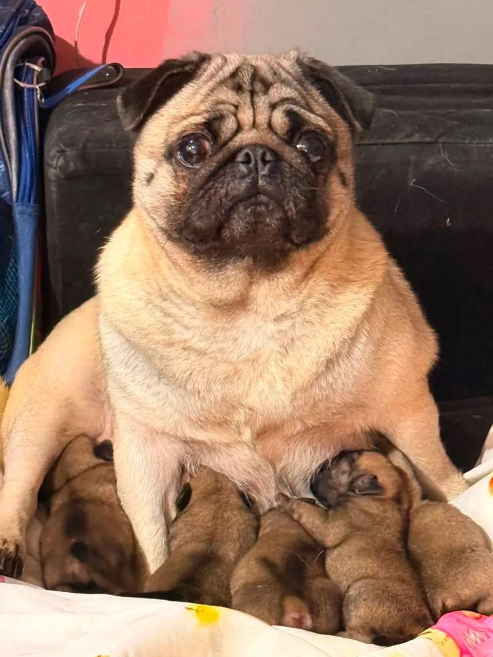 Filhotes de Pug  - Foto 2