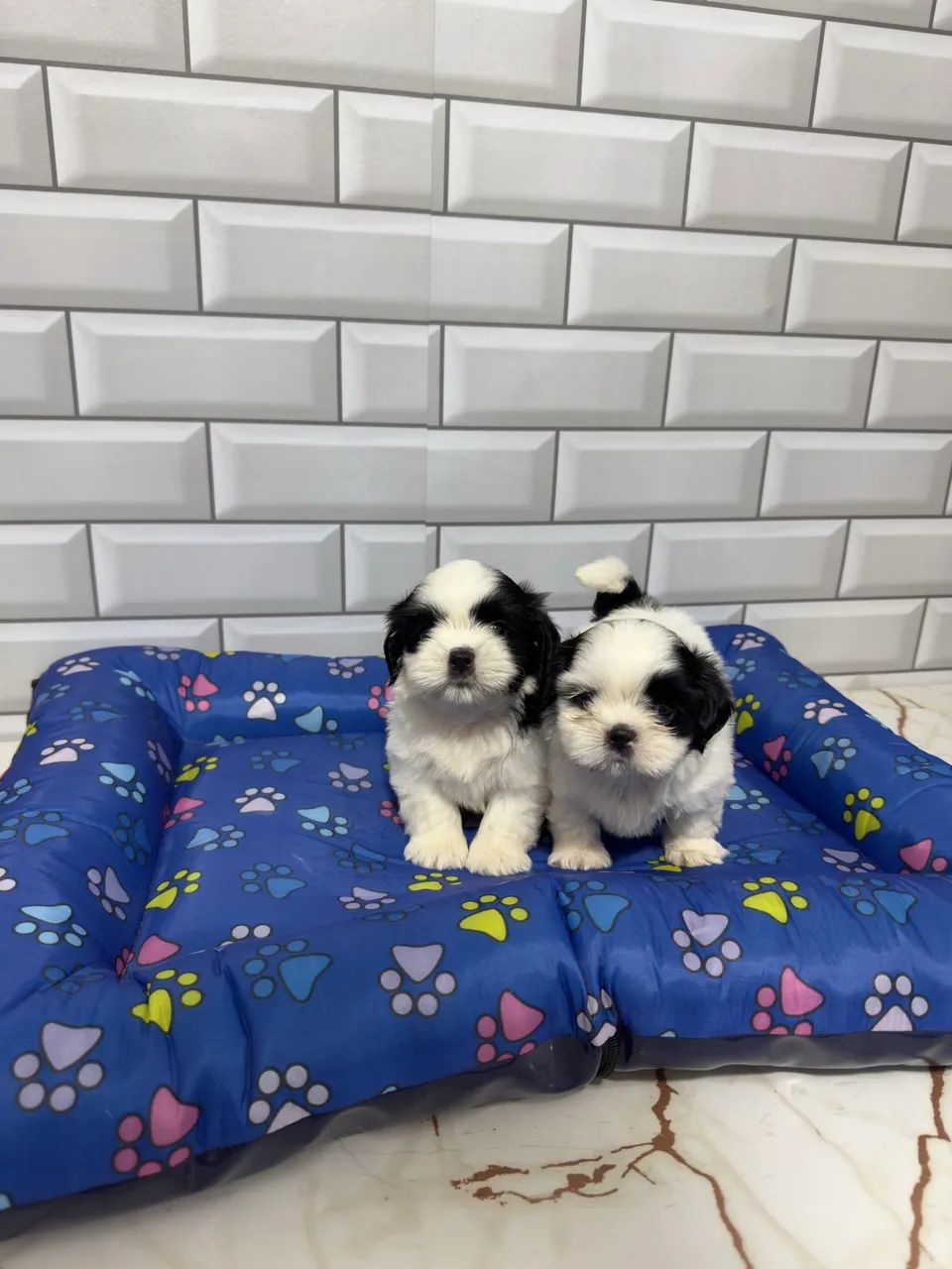 Shih Tzu Mini Machos  - Foto 2
