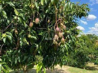 Chácara à venda, 2500 m² por R$ 1.800.000 - Recanto Santa Andréa - Cambé/PR - Foto 5