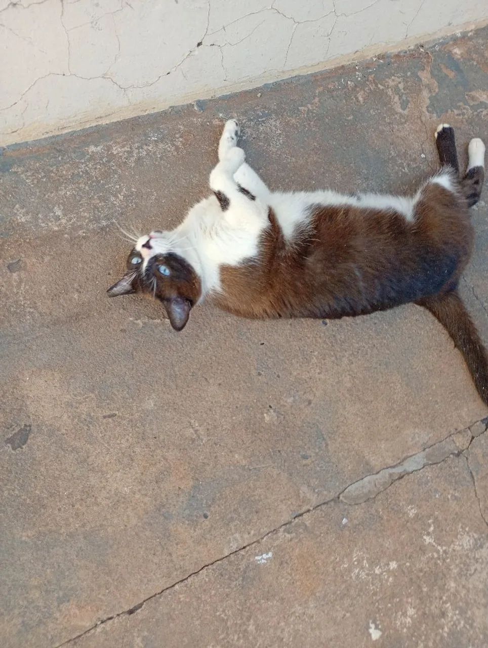 Gato macho castrado  - Foto 3