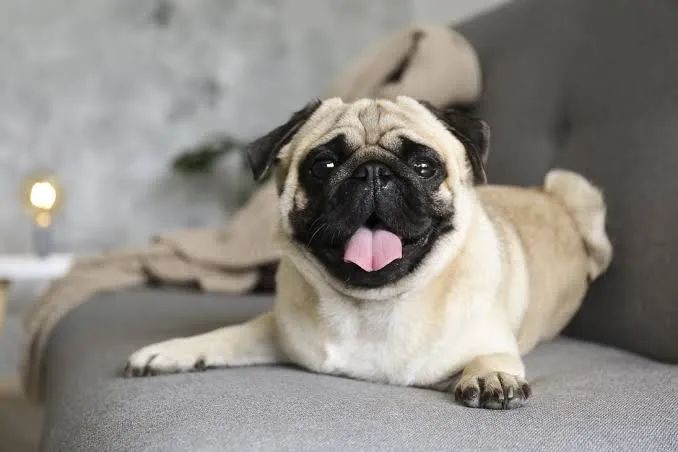 Cachorro