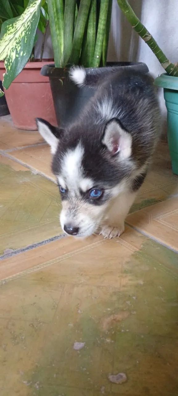 Husky Siberiano puros olhos azuis marinho (3 Fêmias) 