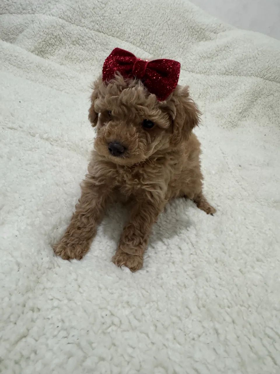 Poodle Toy Red Pedigree Entrega Rápida