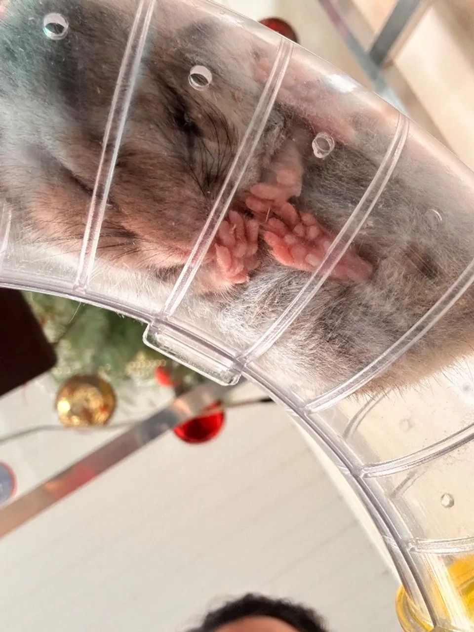 Hamster65203711045379122
