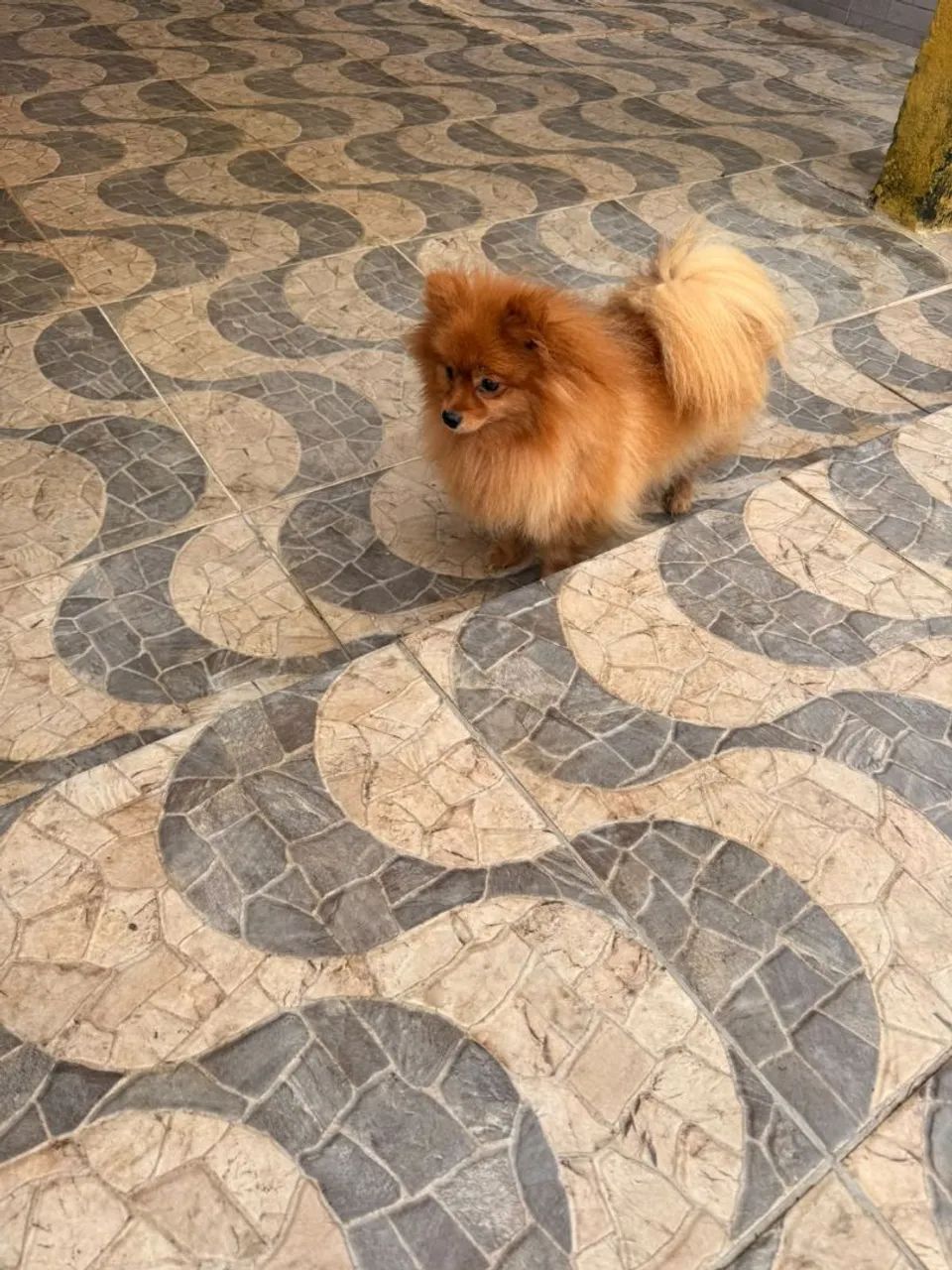 Cachorro  - Foto 5