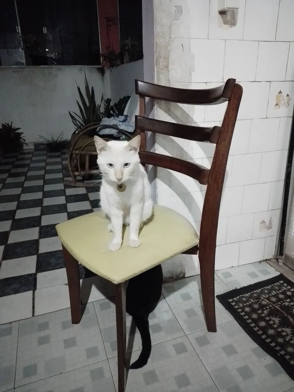 DOAÇÃO GATO - Foto 5