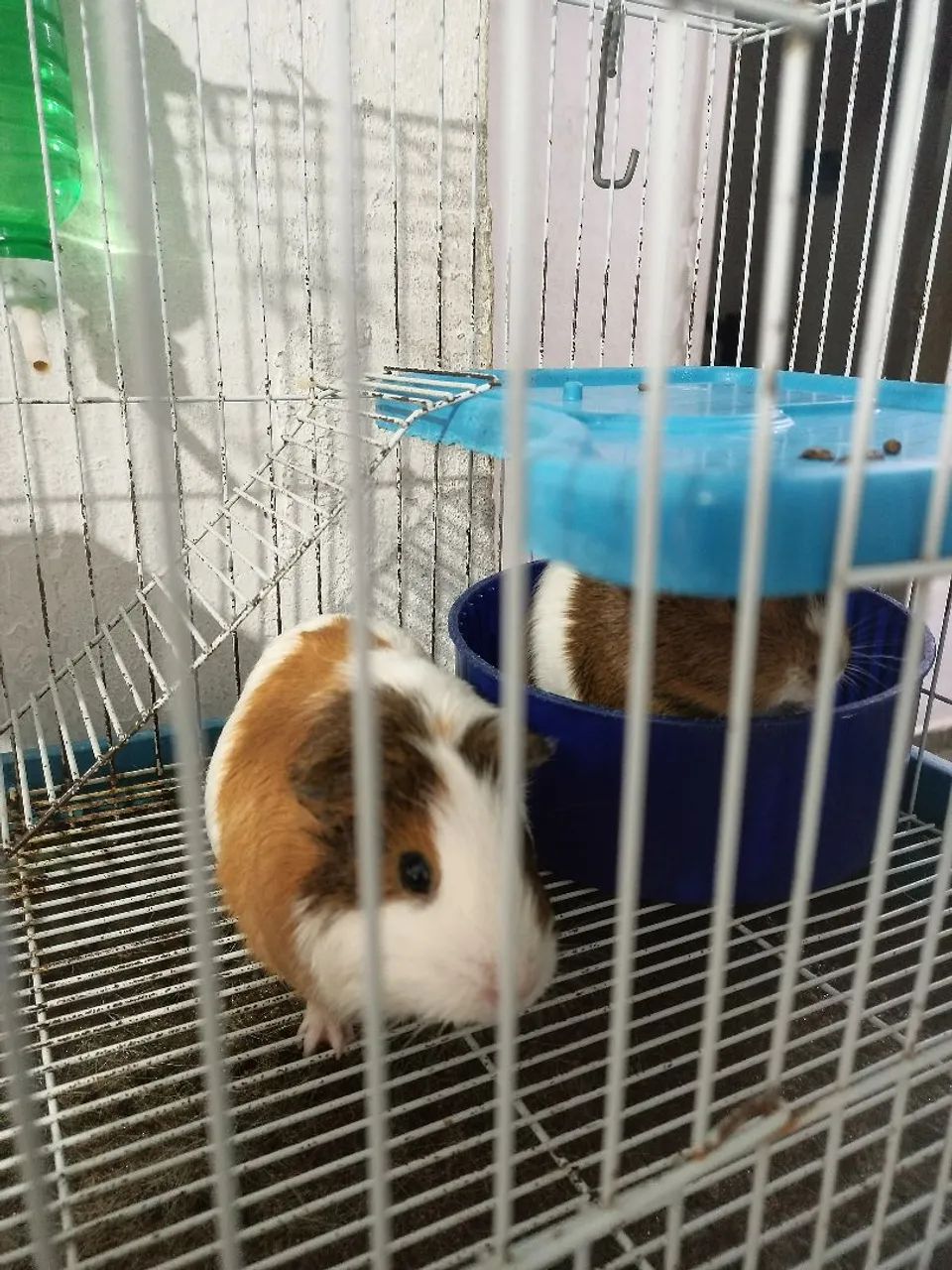 Vendo 2 Porquinhos da Índia  - Foto 3