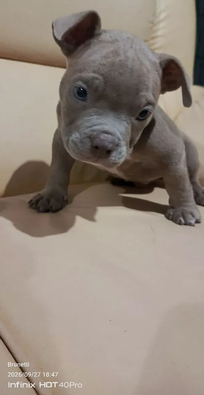 American Bully 
