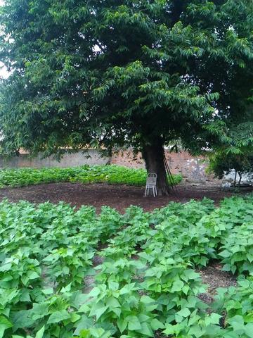 Terreno Novo Mundo - Foto 4