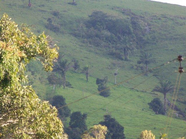 Fazenda com 700 Hectares em Barra de Guabiraba (Cód.: f20568) - Foto 3