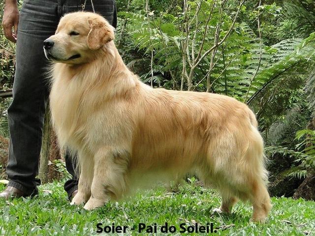 Golden Retriever - belíssimos filhotes Canil Tajj Mahall. Faça a sua reserva !!! - Foto 6