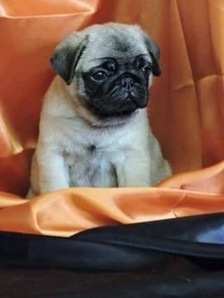 PUG Os mais belos filhotes, excelente linhagem e Pedigree CBKC - Foto 4