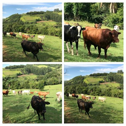 Área Rural - Foto 11