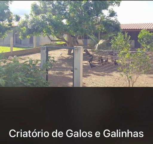 Fazenda Estrada Ponte Alta-GO- 60 Hectares - Foto 8