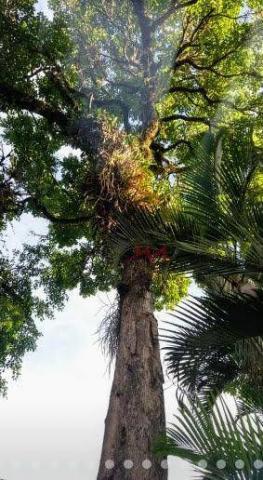 Chácara com 2 quartos à venda, 3200 m² por r$ 500.000 - pindobas - maricá/rj - Foto 8