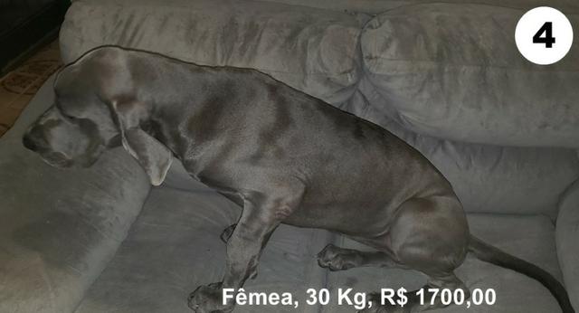 Filhotes de dogue alemão azul - Foto 4