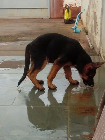 Cachorros - Foto 2