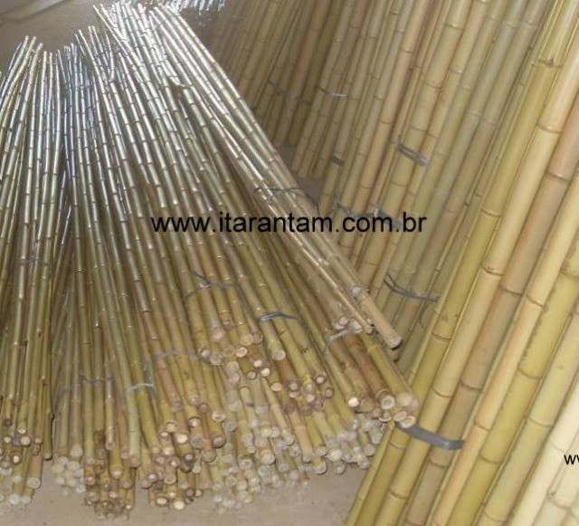Bambu Cana da Índia