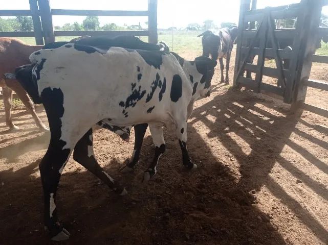 Novilhas e gorrotes  - Foto 3