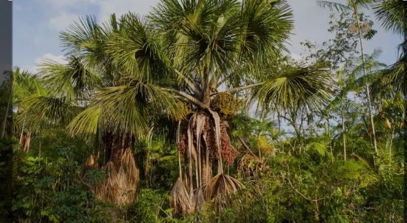 Muda de buriti  - Foto 3