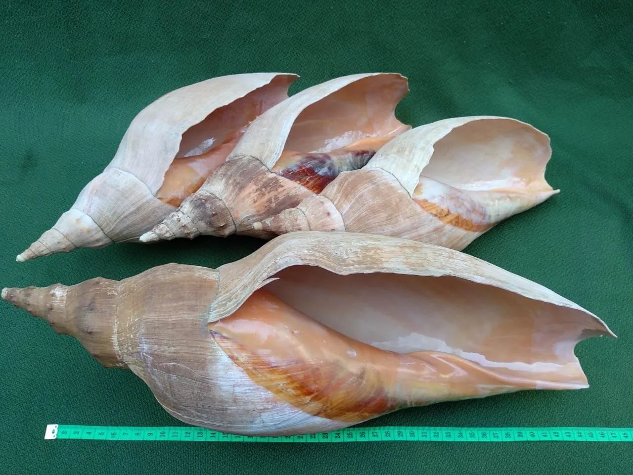 Quatro Conchas marinhas grandes - naturais e hidratadas 