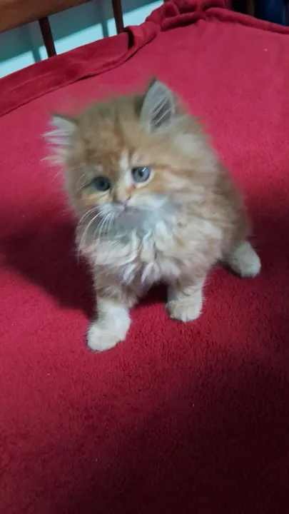 persa lindo e fofinho macho