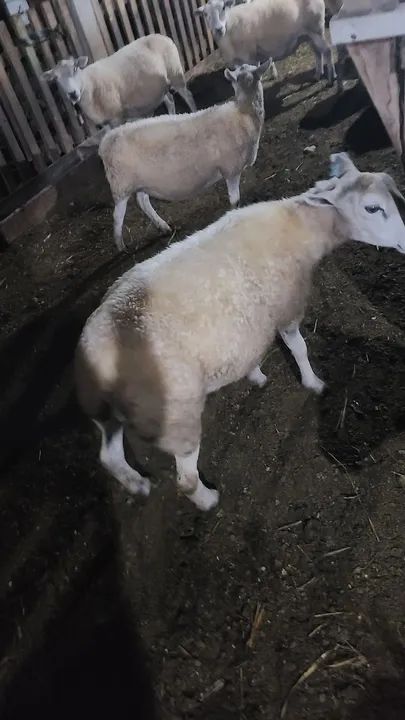 Ovelhas para venda - Foto 3