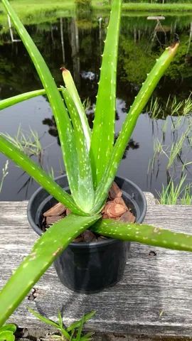 BABOSA ALOE VERA 
