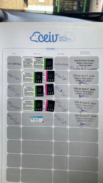 Filhote Husky - Fofa e Brincalhona  - Foto 2