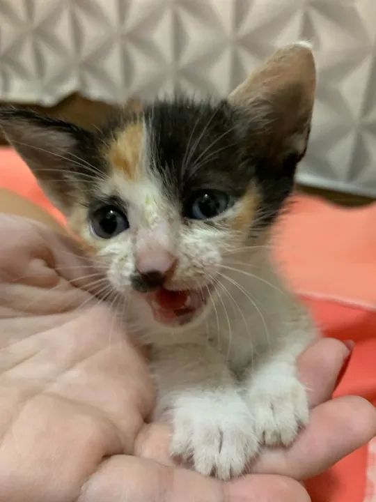 Gatinha Calico Fofinha para Adoção - Foto 2