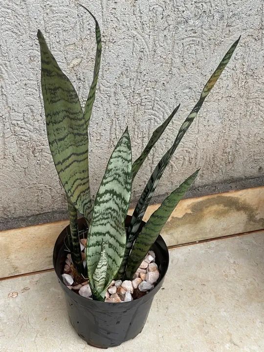 Caso Plantas  - Foto 3