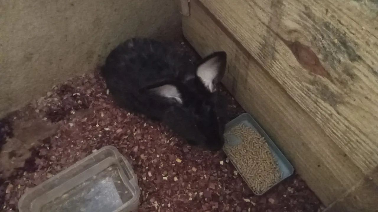 Coelho "Gigante de Flandres) - Foto 5