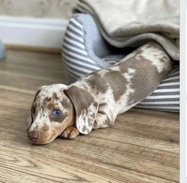 Mini best sale dachshund olx