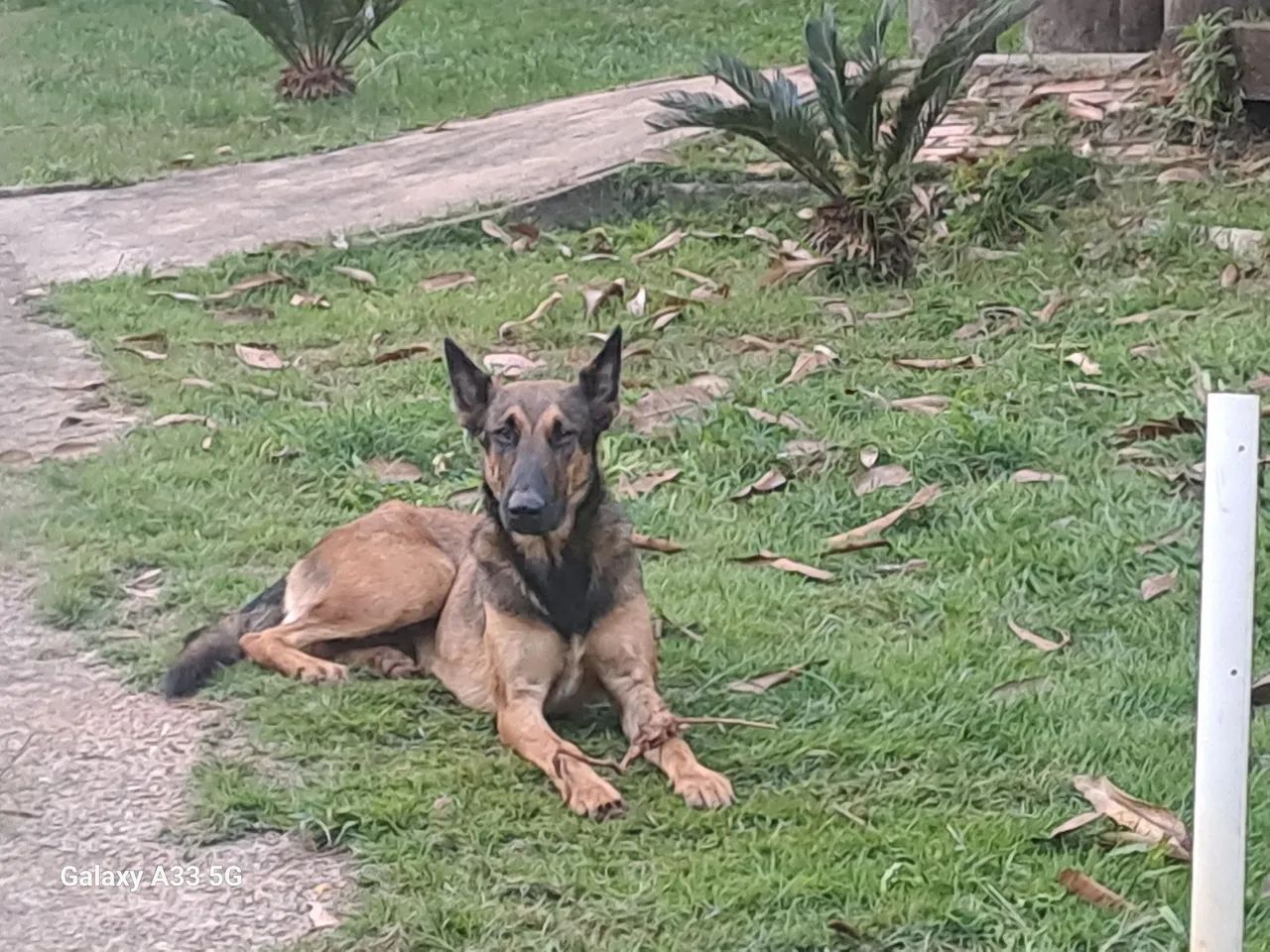 Pastor belgas malinois - Foto 4