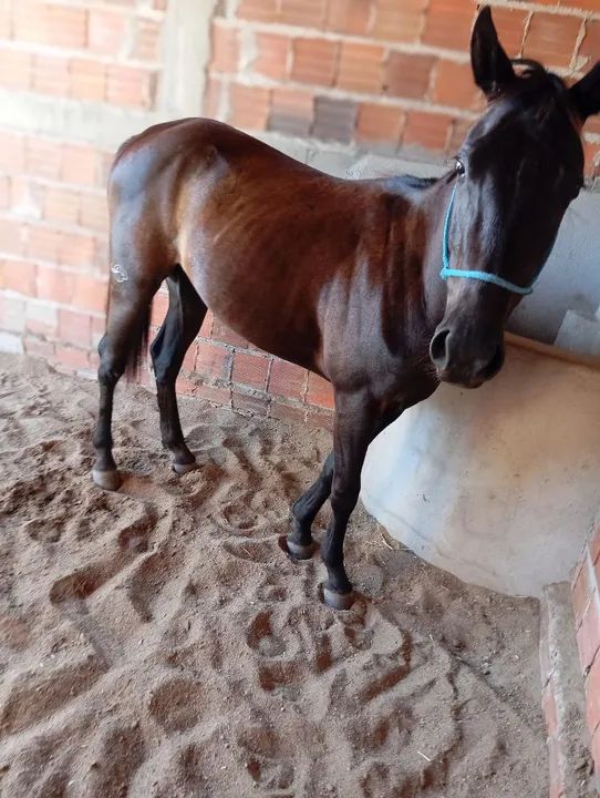 Só entro em contato se tiver interesse - Foto 6