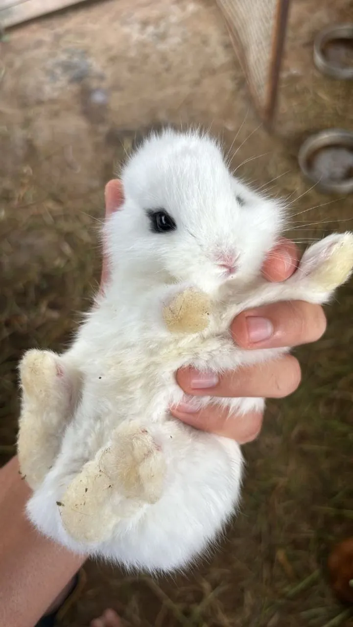 Mini Coelhos