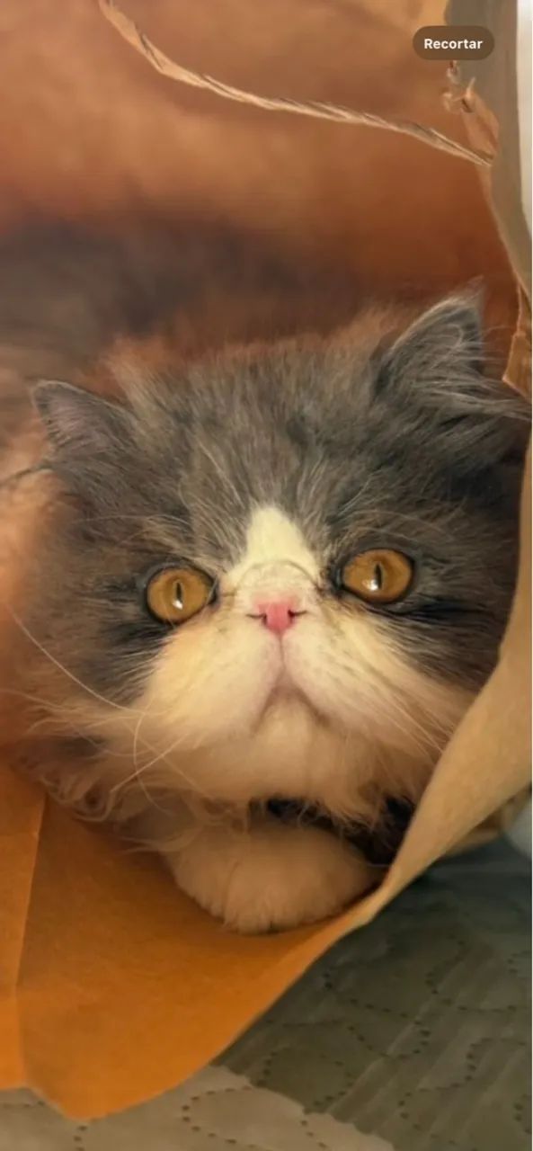 Lindíssimo persa bicolor  - Foto 2