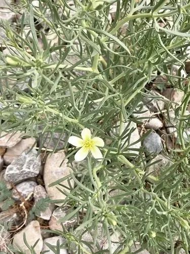 350 Sementes de Arruda "Harmal4" - Foto 2