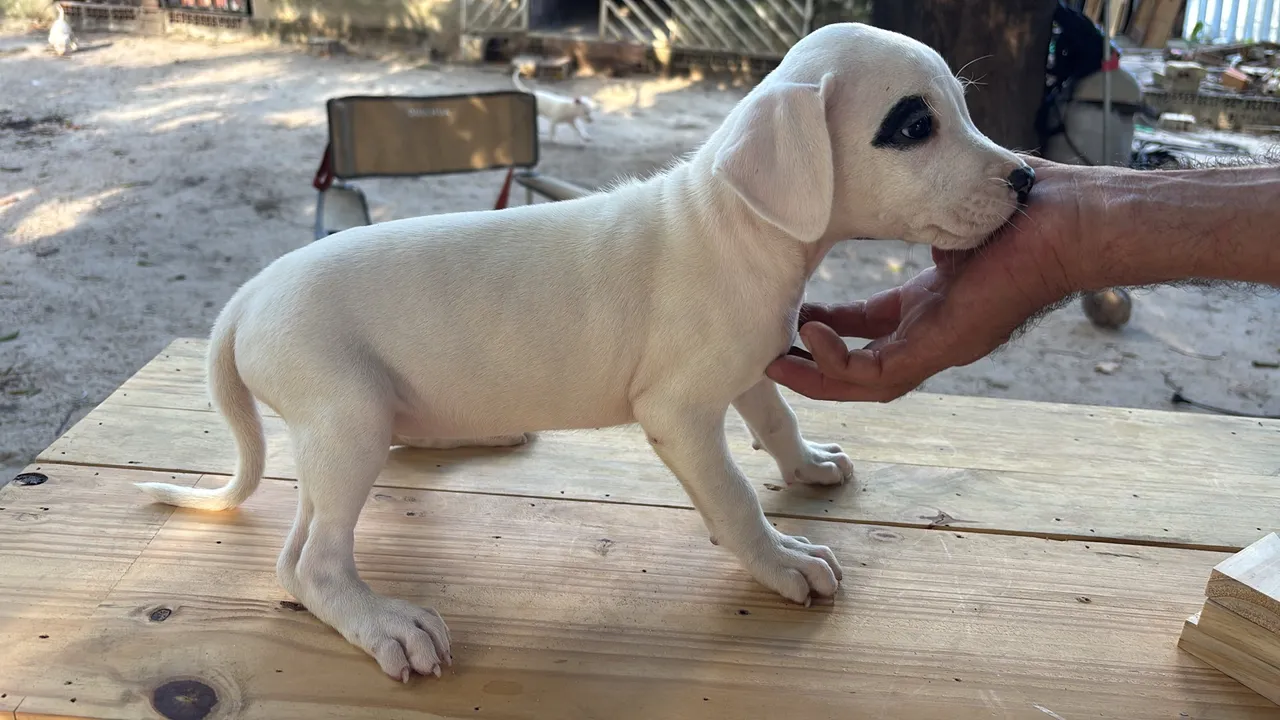 Filhote de Dogo Argentino