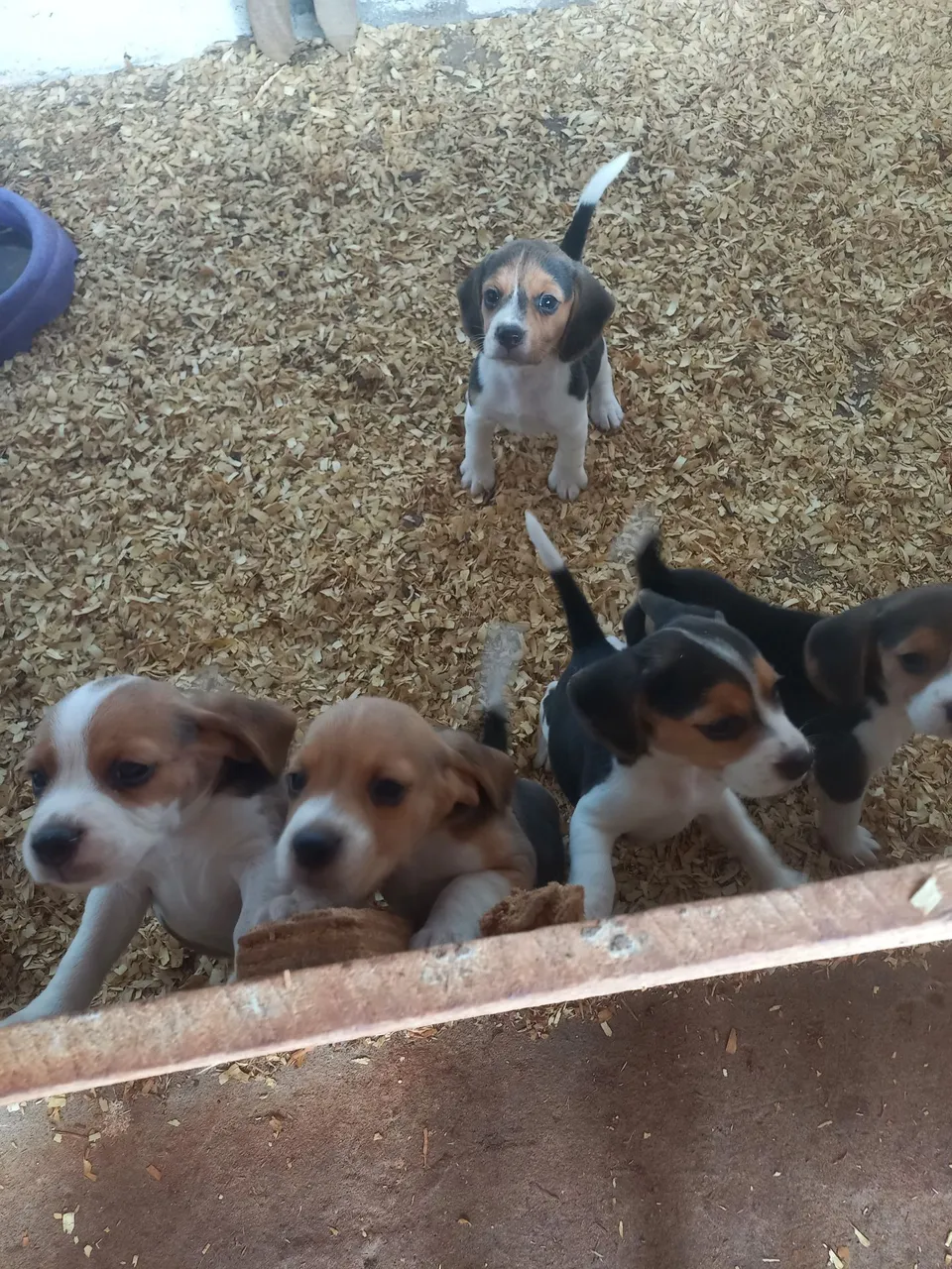 Filhotes de Beagle machos e.femias
