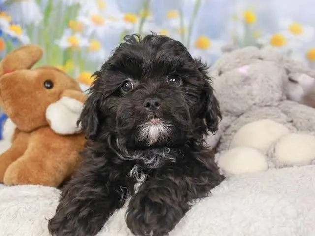 Lhasa Apso macho PROMOÇÃO 