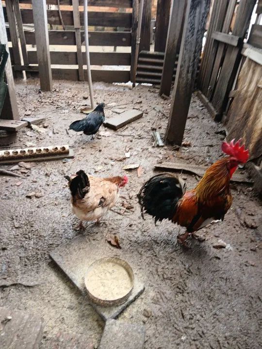 Garnizés a venda - Foto 4