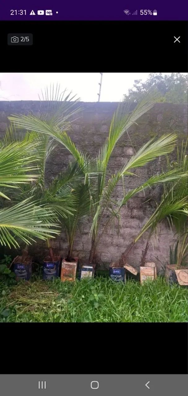 Coco anão bae64313659768194121