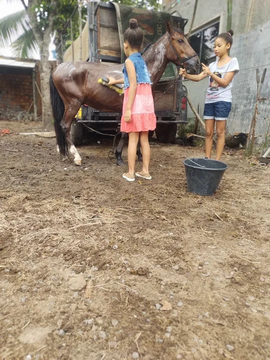 Potro piquira  - Foto 2