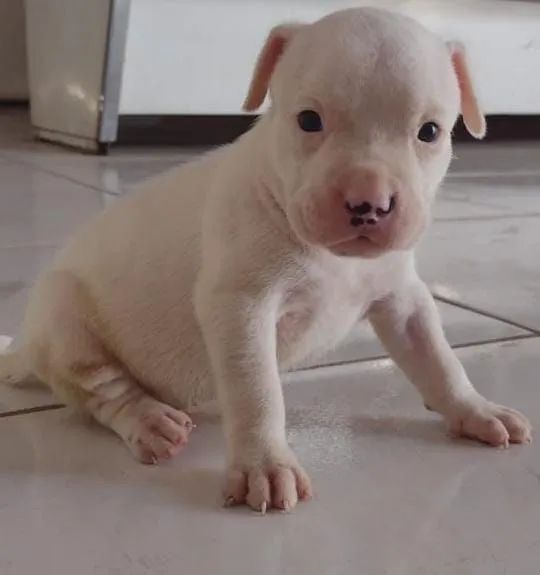 Filhote de Pitbull branco - Foto 2