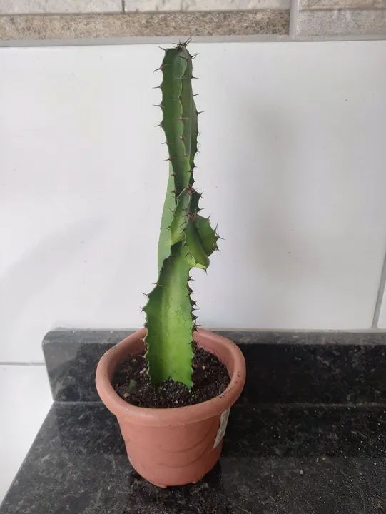 Cacto mandacaru em vaso - Foto 3