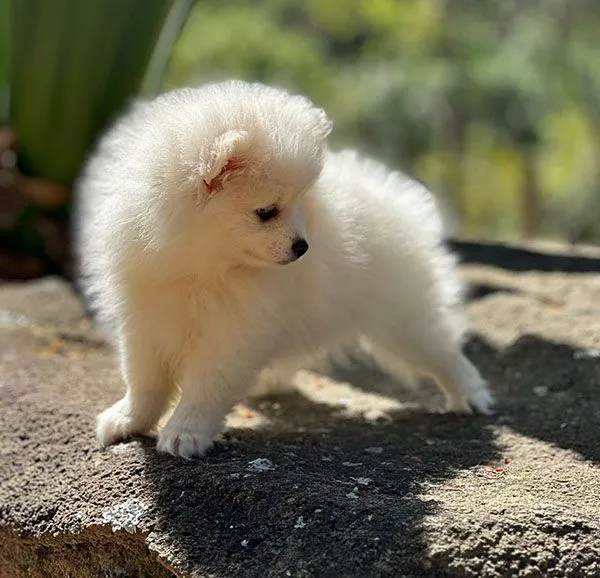 Filhote de Lulu da Pomerânia/Spitz Alemão