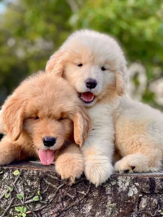 O amor que falta  - Foto 2