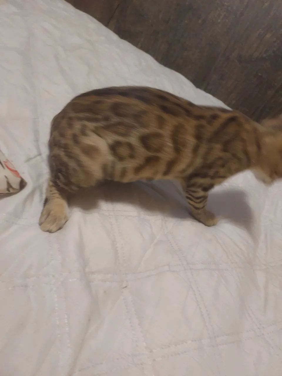 Gatinho Bengal de 3 meses, lindo e brincalhão - Foto 2